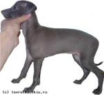 VIOLETTA_EXELENTA_1_1