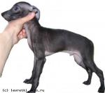 MILLI_DING_VINNER_BEST_RING