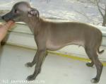 Mischel_1