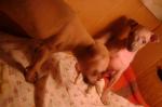ЗенекDSC00447.JPG